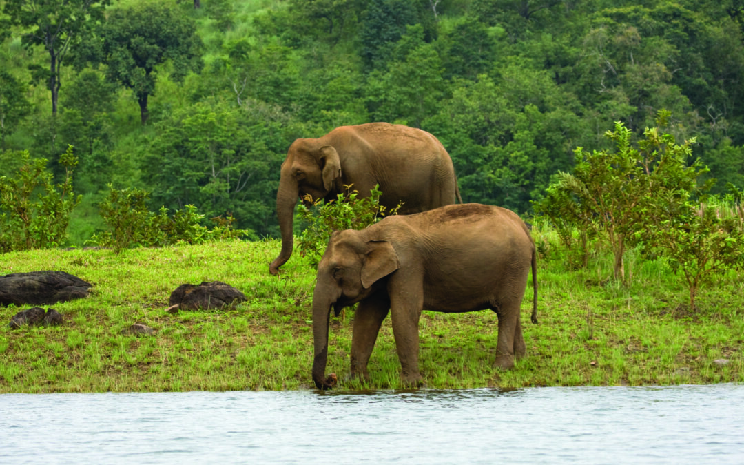 Thekkady