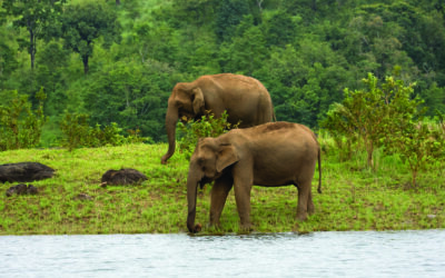 Thekkady